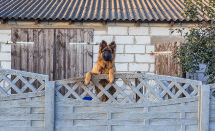 Obowiązek czipowania obejmie wszystkie psy.