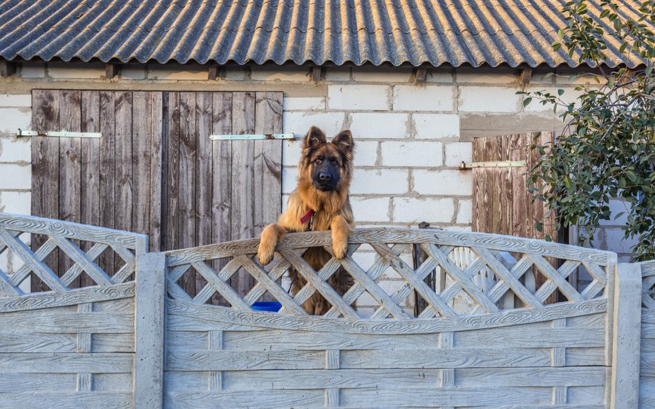 Obowiązek czipowania obejmie wszystkie psy.