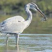Czapla siwa, Ardea cinerea. Długość ciała 85 - 100 cm, rozpiętość skrzydeł 160 - 190 cm, waga do ok.