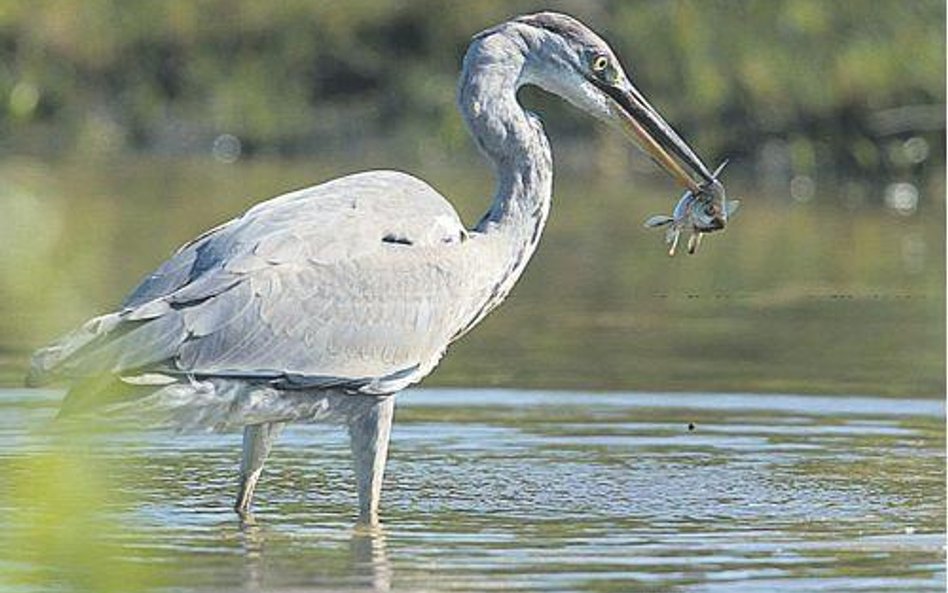 Czapla siwa, Ardea cinerea. Długość ciała 85 - 100 cm, rozpiętość skrzydeł 160 - 190 cm, waga do ok.