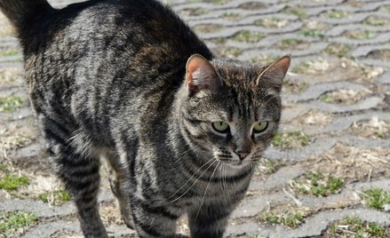 Kot odnaleziony przez właściciela po 15 latach