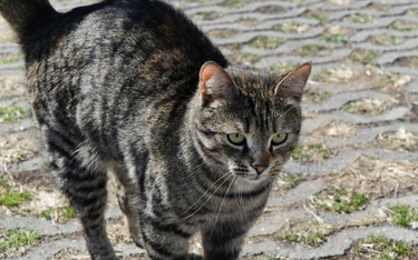 Kot odnaleziony przez właściciela po 15 latach