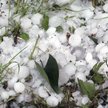 Straty po gradobiciu dają prawo do zasiłku