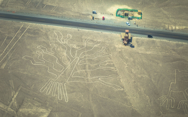 Drzewo - jeden z geoglifów w pobliżu miasta Nazca