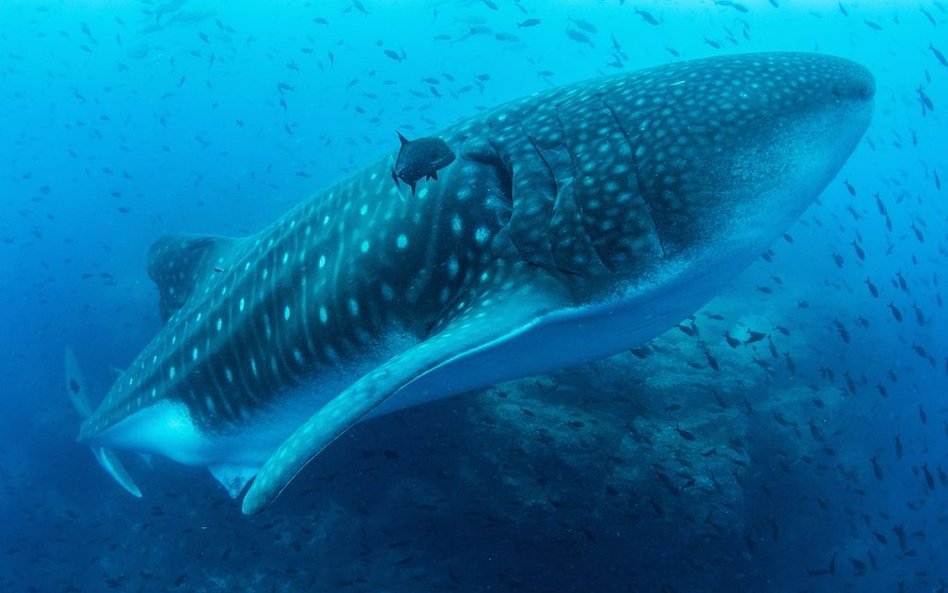 „Błękitna Planeta II”, odcinek 4