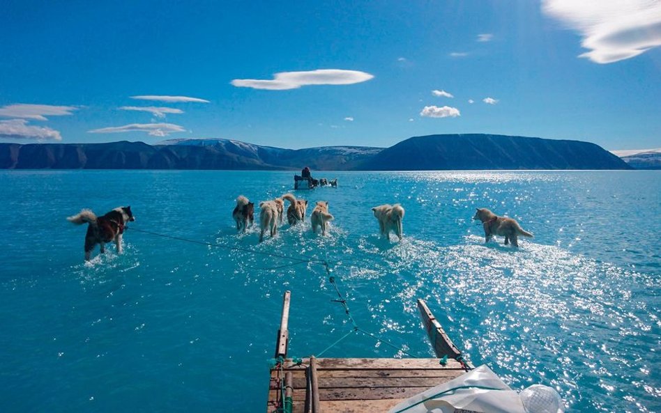 Psi zaprzęg brodzący przez wodę pokrywającą pole lodu podczas ocieplenia na Grenlandii