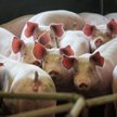 Niemieckie świnie głodują. Import pasz zaboli hodowców