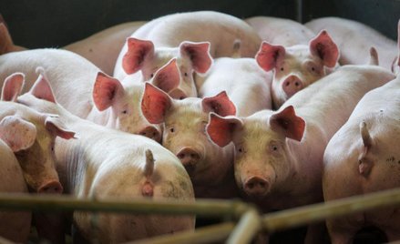 Niemieckie świnie głodują. Import pasz zaboli hodowców