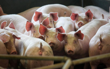 Niemieckie świnie głodują. Import pasz zaboli hodowców