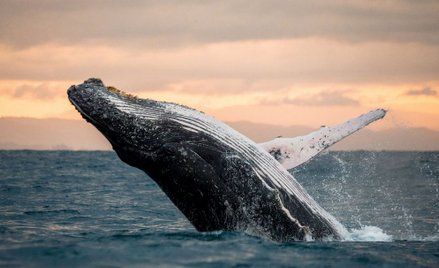 Rządzący Japonią chcą nadal dopłacać do połowów wielorybów