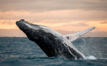 Rządzący Japonią chcą nadal dopłacać do połowów wielorybów