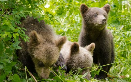 Zdjęcia do „Królestwa” kręcone na Podlasiu to ok. 10 proc. całego filmu.