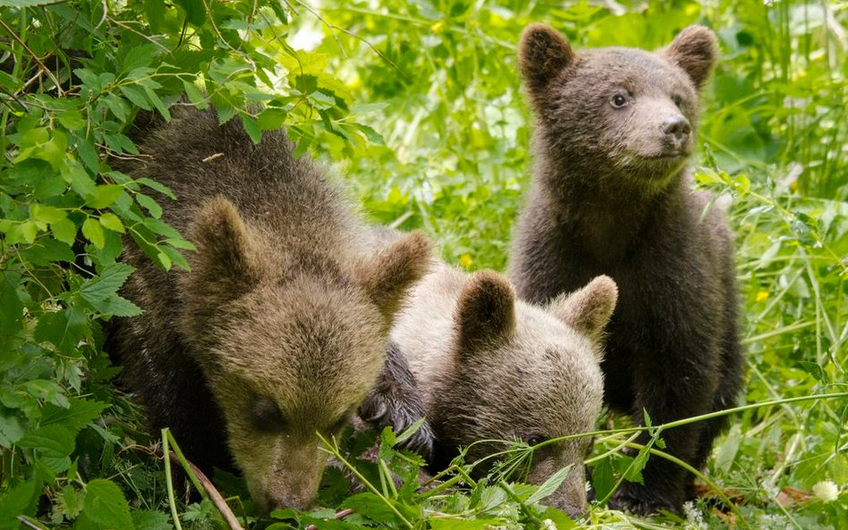 Zdjęcia do „Królestwa” kręcone na Podlasiu to ok. 10 proc. całego filmu.