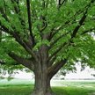 Pomóż polskiej lipie zdobyć tytuł Europejskiego Drzewa Roku