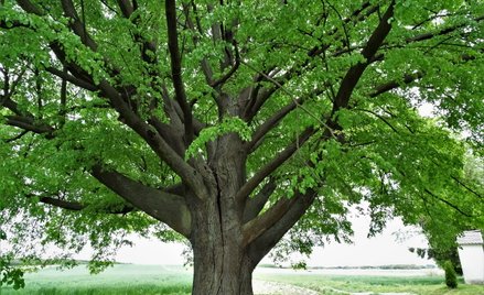 Pomóż polskiej lipie zdobyć tytuł Europejskiego Drzewa Roku