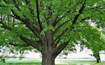 Pomóż polskiej lipie zdobyć tytuł Europejskiego Drzewa Roku