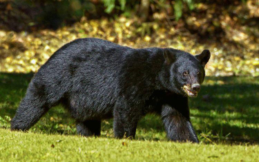 USA - głodne niedźwiedzie straszą turystów