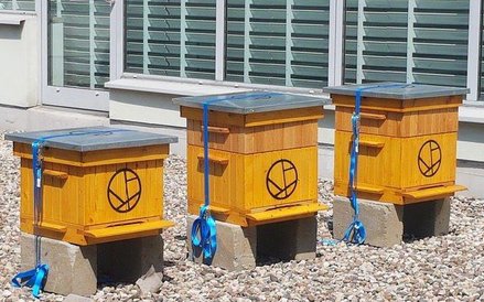 Pszczoły mieszkają też na dachu gdańskiej Galerii Madison