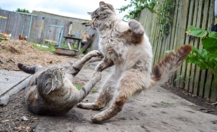 Zastrzelił kota sąsiadki, bo ten bił jego kotkę. Jest wyrok