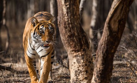 Szukał narzeczonej. Przeszedł 1,3 tys. kilometrów