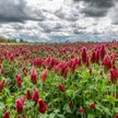 Purpurowe pole koniczyny inkarnatki stało się atrakcją turystyczną