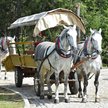 Tatrzański Park Narodowy chciał trzykrotnie skrócić czas na odpoczynek koni