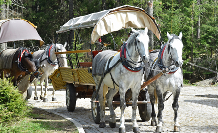 Tatrzański Park Narodowy chciał trzykrotnie skrócić czas na odpoczynek koni