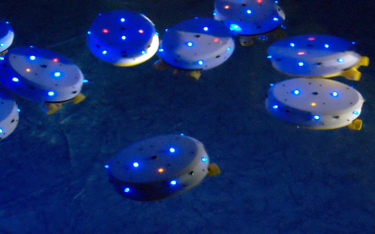 Podwodne roboty wzorowane są na nenufarach, rybach i małżach
