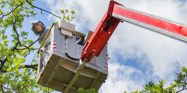 Niemieccy naukowcy znaleźli chrząszcza, który niszczy groźną korowódkę dębówkę
