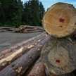 Globalna utrata drzew w 2025 r. zmniejszyła się o 14 proc. w porównaniu z rokiem poprzednim.