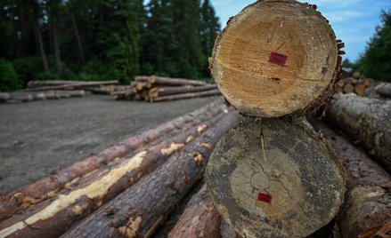 Globalna utrata drzew w 2025 r. zmniejszyła się o 14 proc. w porównaniu z rokiem poprzednim.