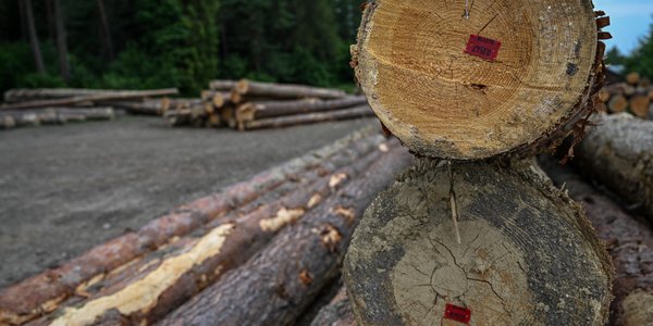 Wolniej wycinamy lasy na świecie. Eksperci zaskoczeni wynikami badań