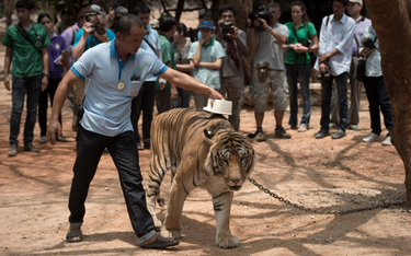 Tajlandia: Nie żyje połowa uratowanych ze świątyni tygrysów
