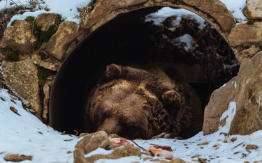 Ukraińskie niedźwiedzie cierpią na bezsenność