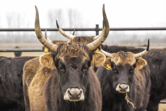 Eksperymentalne „tury” Hecka w parku przyrody Drömling w Saksonii-Anhalt, Niemcy. Dziś w Europie żyj