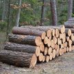Raport: europejskie lasy płoną, a przemysł biomasowy kłamie