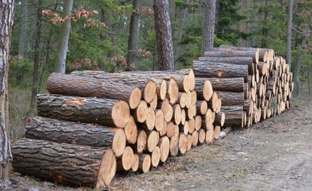 Raport: europejskie lasy płoną, a przemysł biomasowy kłamie