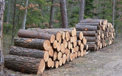 Raport: europejskie lasy płoną, a przemysł biomasowy kłamie