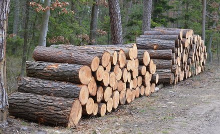 Rząd przygotowuje regulacje, które ograniczą eksport nieprzetworzonego drewna