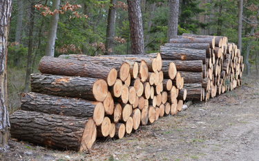 Rząd przygotowuje regulacje, które ograniczą eksport nieprzetworzonego drewna