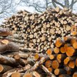 Czy zbieranie w lesie drewna na opał jest legalne?
