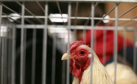 Gmina może zakazać trzymania kur