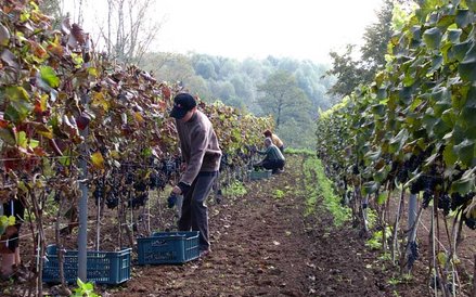 Winnica Vanellus w Podkarpaciu - zbiory
