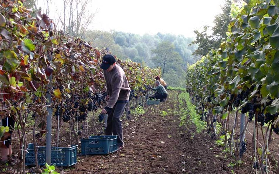 Winnica Vanellus w Podkarpaciu - zbiory