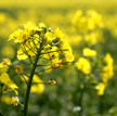 Elstar Oils: wzrośnie znaczenie biopaliw