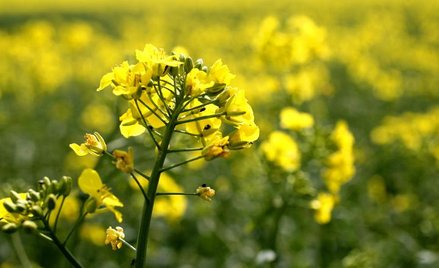 Elstar Oils: wzrośnie znaczenie biopaliw