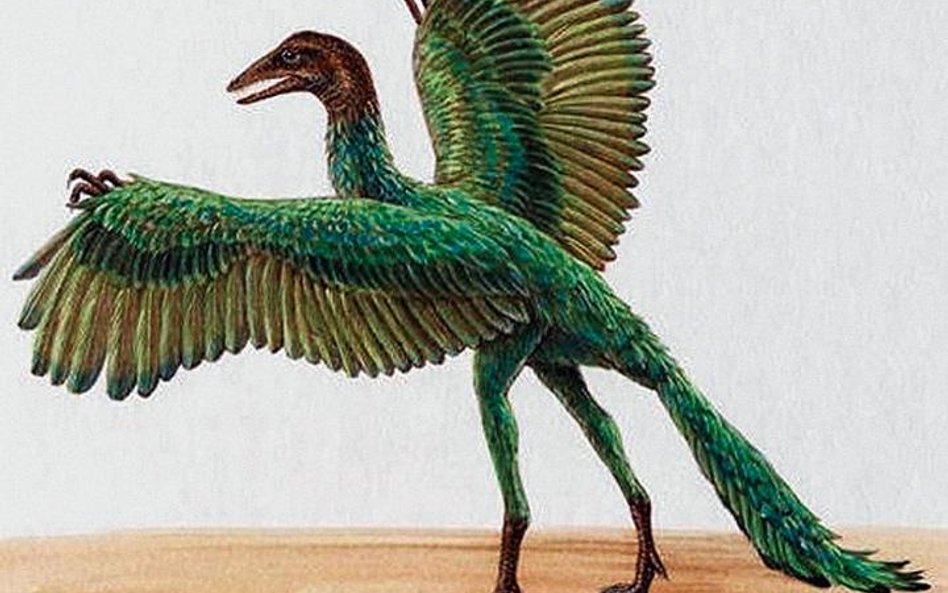 Praptak Archaeopteryx lithographica był wielkości gawrona. Miał uzbrojony w zęby pysk i pazury na sk