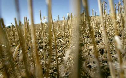 KSG Agro, IMC, Kernel: Spółki z GPW zyskają na suszy w Argentynie