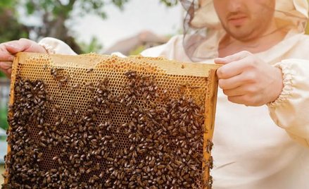 W Polsce działa dziś ok. 70 tys. pszczelarzy. Jeszcze w 2009 r. było ich 45 tys.