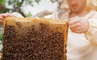 W Polsce działa dziś ok. 70 tys. pszczelarzy. Jeszcze w 2009 r. było ich 45 tys.